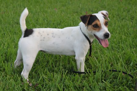 Duke's Legacy Delta - Duke's Legacy Jack Russell Terriers