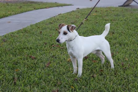 dukes legacy jack russell terriers