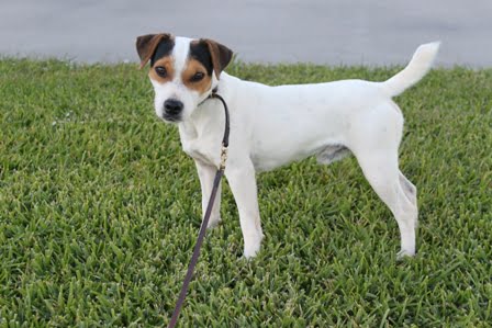 dukes legacy jack russell terriers