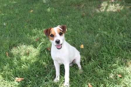 anti nausea medicine for dogs