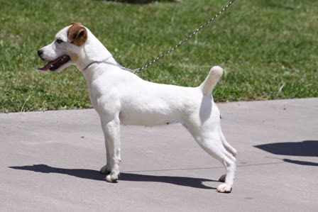 dukes legacy jack russell terriers