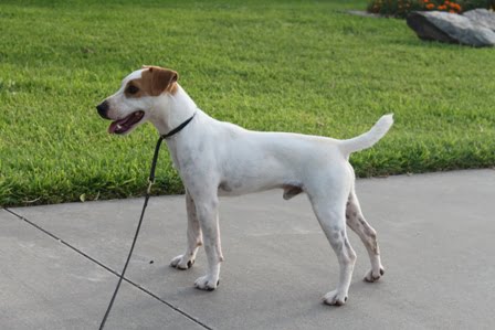 jack russell full size