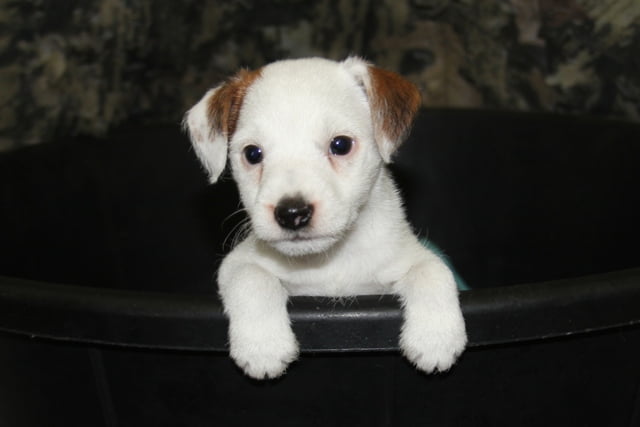 SOLD – Bonnie Male 1 – Tri Broken Male Jack Russell Terrier Puppy For Sale