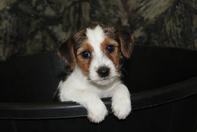 SOLD – Bonnie Male 2 – Tri Rough Male Jack Russell Terrier Puppy For Sale