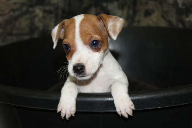 SOLD – Cindy Female 1 – Tan/White Smooth Female Jack Russell Terrier Puppy For Sale