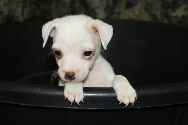 Cindy Female 2 – Tan/White Broken Female Jack Russell Terrier Puppy Sold