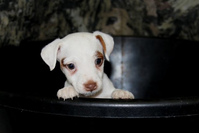SOLD – Sherry Male 4 – Brown And White Broken Male Jack Russell Terrier Puppy For Sale