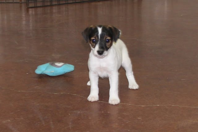 Sold Feather Female –  Broken Female Jack Russell Terrier Puppy For Sale