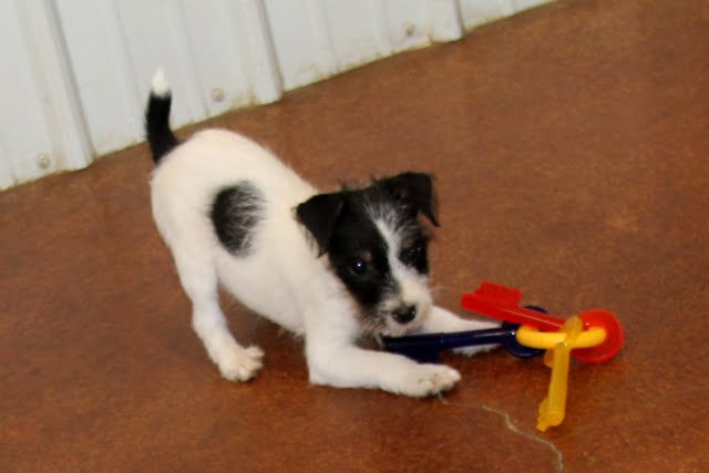 Wanda Male 3 –  Rough Male Jack Russell Terrier Puppy For Sale