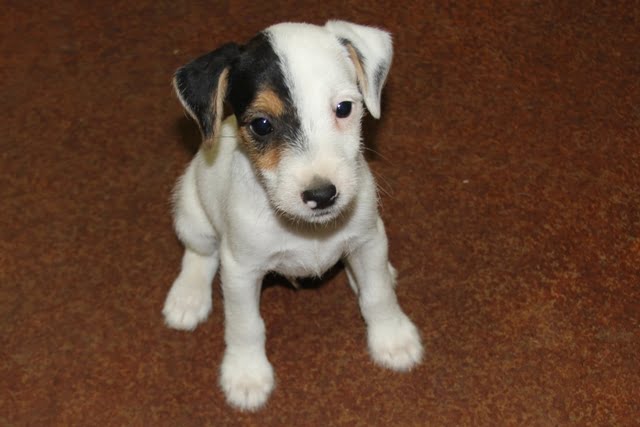 SOLD – Wanda Male 2 – Tri Broken Male Jack Russell Terrier Puppy For Sale