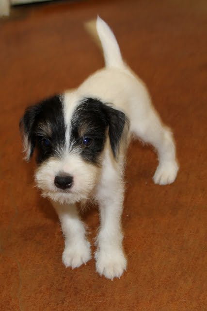 SOLD – Wanda Male 1 – Tri Rough Male Jack Russell Terrier Puppy For Sale