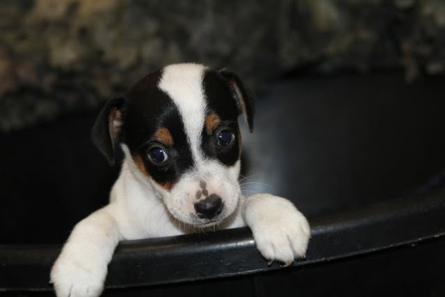 Dukes Legacy Candy – SOLD – Tricolor Broken Female Jack Russell Terrier Puppy For Sale