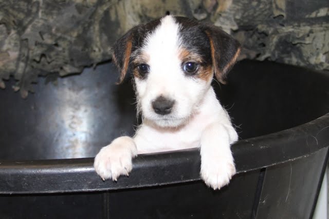 Dukes Legacy Prince – Tricolor Broken Male Jack Russell Terrier Puppy For Sale
