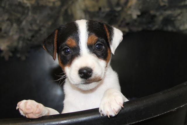 SOLD – Dukes Legacy Pickles – Tricolor Broken Male Jack Russell Terrier Puppy For Sale