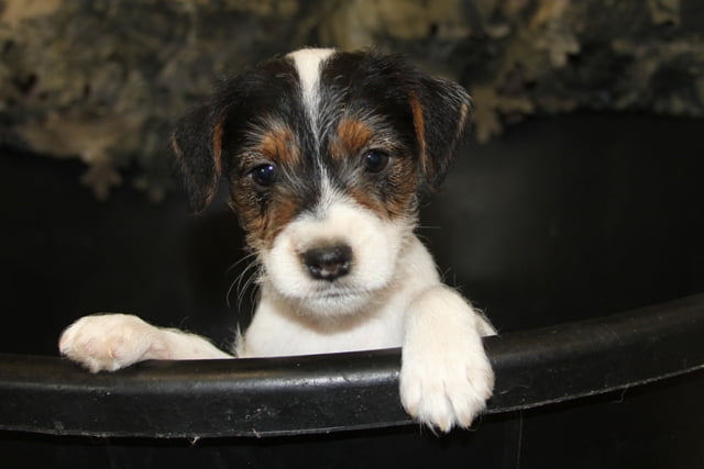 Dukes Legacy Punkin – Tricolor Rough Male Jack Russell Terrier Puppy For Sale