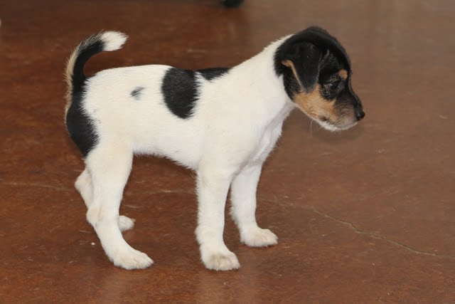 SOLD – Dukes Legacy Lolita –  Broken Female Jack Russell Terrier Puppy For Sale