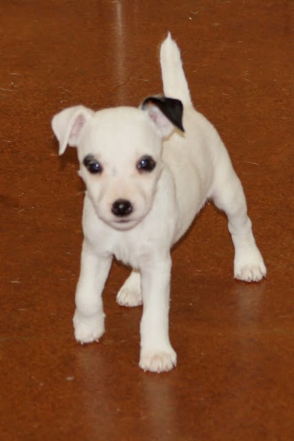 SOLD Abby Female 3 – Tri Broken Female Jack Russell Terrier Puppy For Sale
