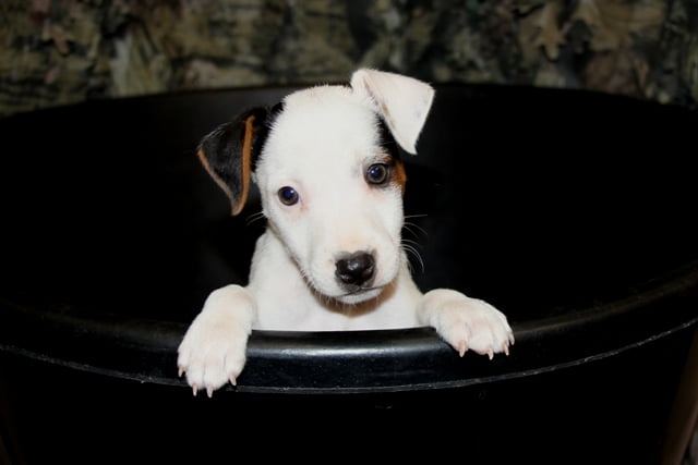 SOLD Abby Male – Tri Smooth Male Jack Russell Terrier Puppy For Sale