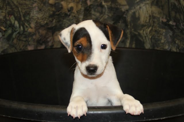 SOLD Dottie Male 1 – Tri Smooth Male Jack Russell Terrier Puppy For Sale