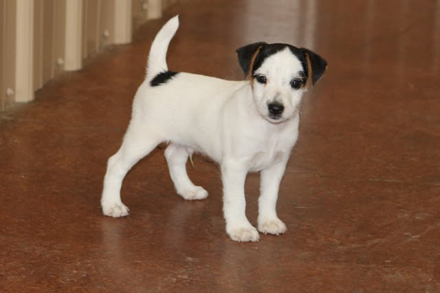 SOLD Dottie Male 2 – Tri Smooth Male Jack Russell Terrier Puppy For Sale