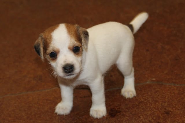 SOLD Kate Male 2 – Tri Broken Male Jack Russell Terrier Puppy For Sale