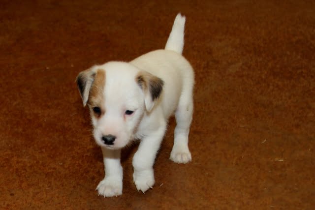 SOLD Kate Male 5 – Tri Broken Male Jack Russell Terrier Puppy For Sale