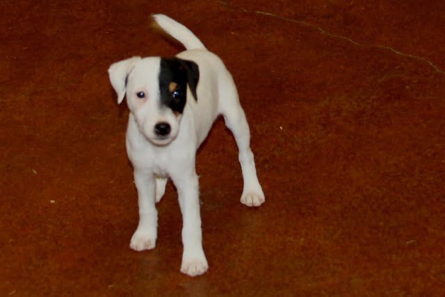 SOLD Abby Female – Tri Smooth Female Jack Russell Terrier Puppy For Sale