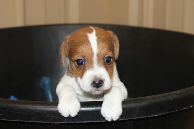 SOLD Britney Female 2 – Tri Broken Female Jack Russell Terrier Puppy For Sale