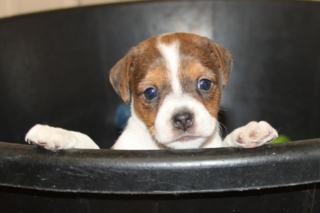 SOLD Britney Female 3 – Tri Broken Female Jack Russell Terrier Puppy For Sale