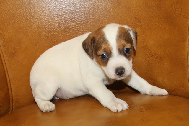 Britney Female 4 – Tri Broken Female Jack Russell Terrier Puppy For Sale