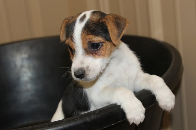 SOLD Jody Female 1 – Tri Broken Female Jack Russell Terrier Puppy For Sale