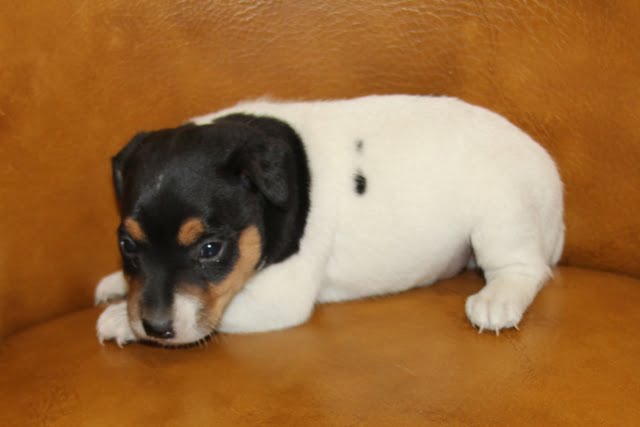 Sally Male 1 – Tri Broken Male Jack Russell Terrier Puppy For Sale