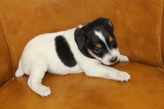 Sally Male 2 – Tri Broken Male Jack Russell Terrier Puppy For Sale