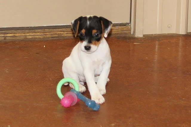 SOLD Britney Female 1 – Tri Broken Female Jack Russell Terrier Puppy For Sale