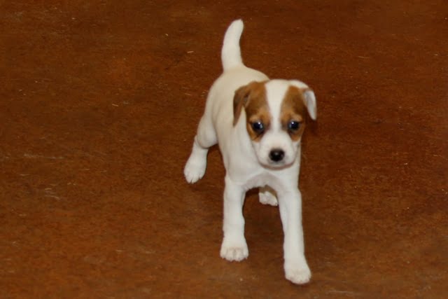SOLD Britney Female 4 – Tri Broken Female Jack Russell Terrier Puppy For Sale