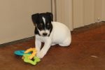 Jack Russell Terrier Breeders Texas Houston Austin Dallas Ft Worth