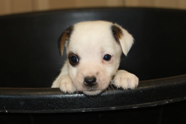 SOLD Jody Female 2 – Tri Broken Female Jack Russell Terrier Puppy For Sale
