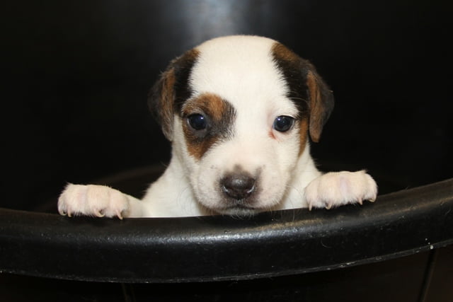 SOLD Patches Male – Tri Broken Male Jack Russell Terrier Puppy For Sale
