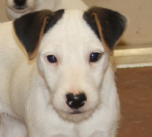 Lisa Male – Tri Broken Male Jack Russell Terrier Puppy For Sale