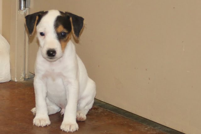 Vicki Male 1 – Tri Broken Male Jack Russell Terrier Puppy For Sale