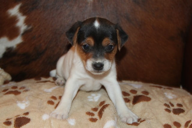 Abby Male 3 – Tri Broken Male Jack Russell Terrier Puppy For Sale