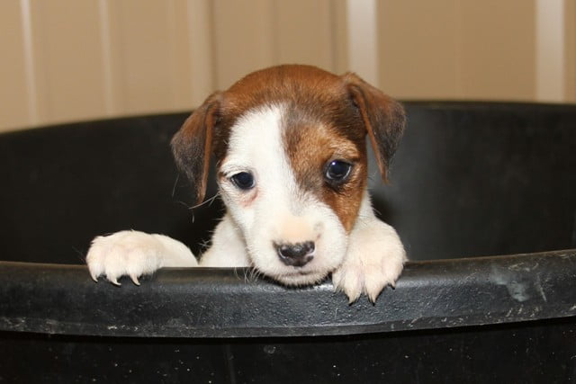 Angelina Female – Tri Broken Female Jack Russell Terrier Puppy For Sale