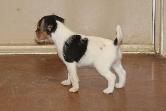 Angelina Male – Tri Rough Male Jack Russell Terrier Puppy For Sale