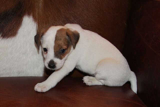 Bonnie Female – Tri Broken Female Jack Russell Terrier Puppy For Sale