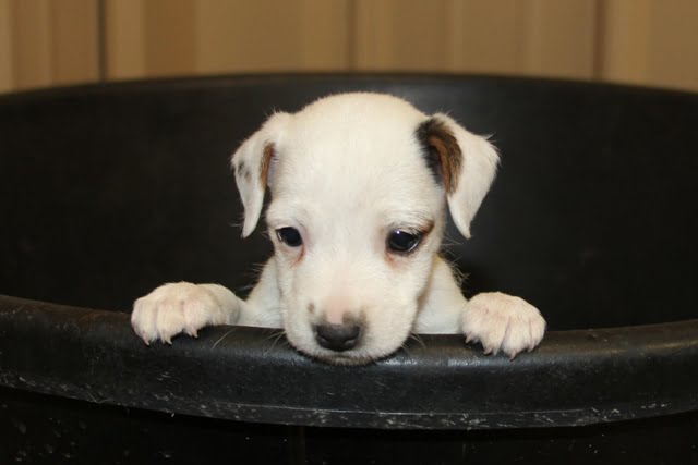 Sold FeFe Male 3 – Tri Broken Male Jack Russell Terrier Puppy For Sale