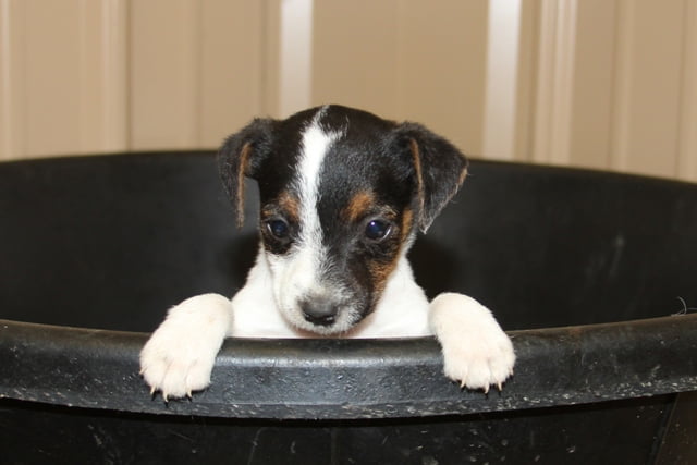 Sold Penelope Female 2 – Tri Broken Female Jack Russell Terrier Puppy For Sale
