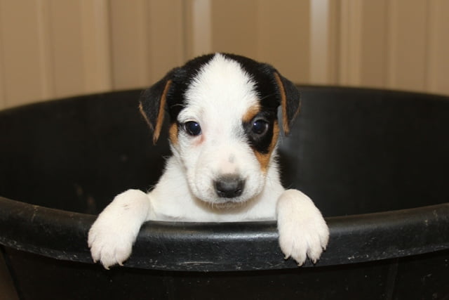 Penelope Male 1Sold – Tri Broken Male Jack Russell Terrier Puppy For Sale