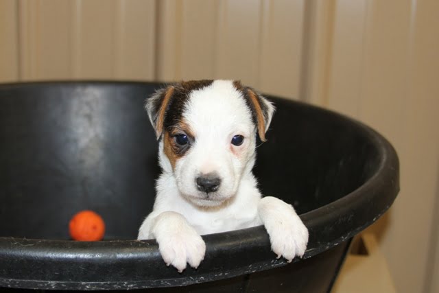 Sold Penelope Male 2 – Tri Broken Male Jack Russell Terrier Puppy For Sale
