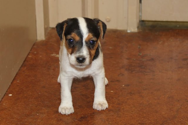 Sold Penelope Female 1 – Tri Broken Female Jack Russell Terrier Puppy For Sale