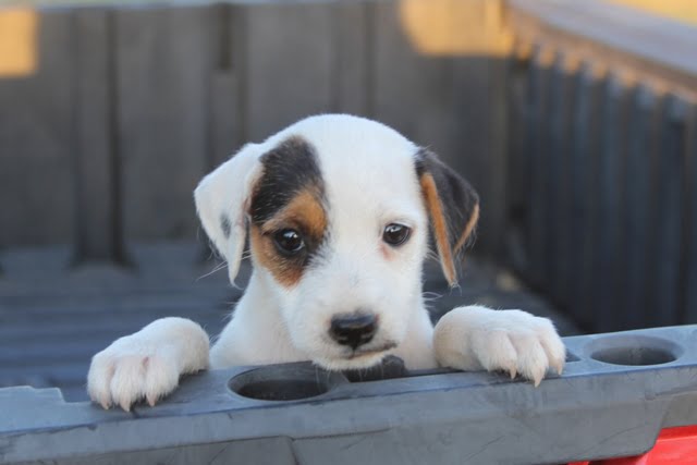 Angelina Male 1 -Sold Tri Broken Male Jack Russell Terrier Puppy For Sale